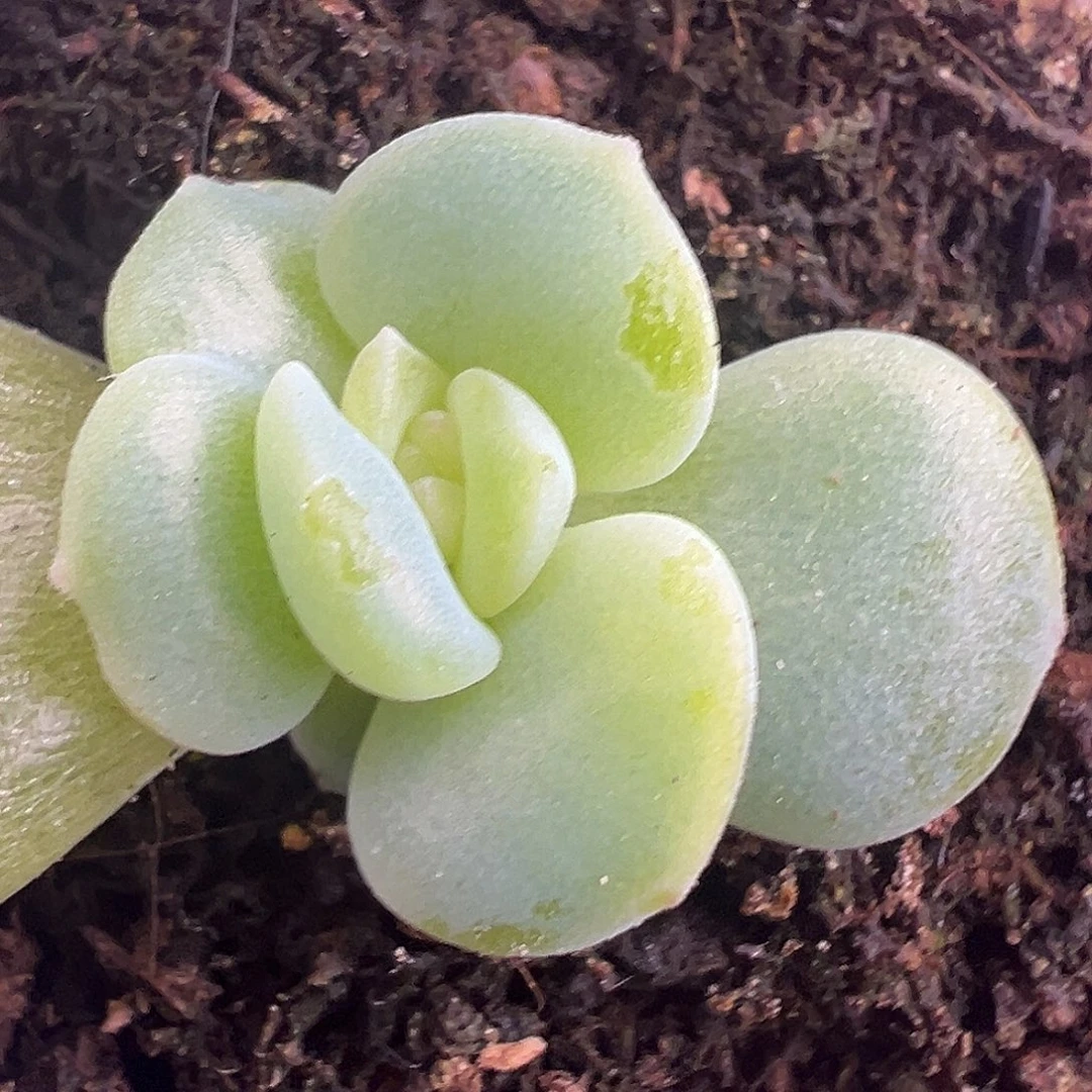 风花17。         独家