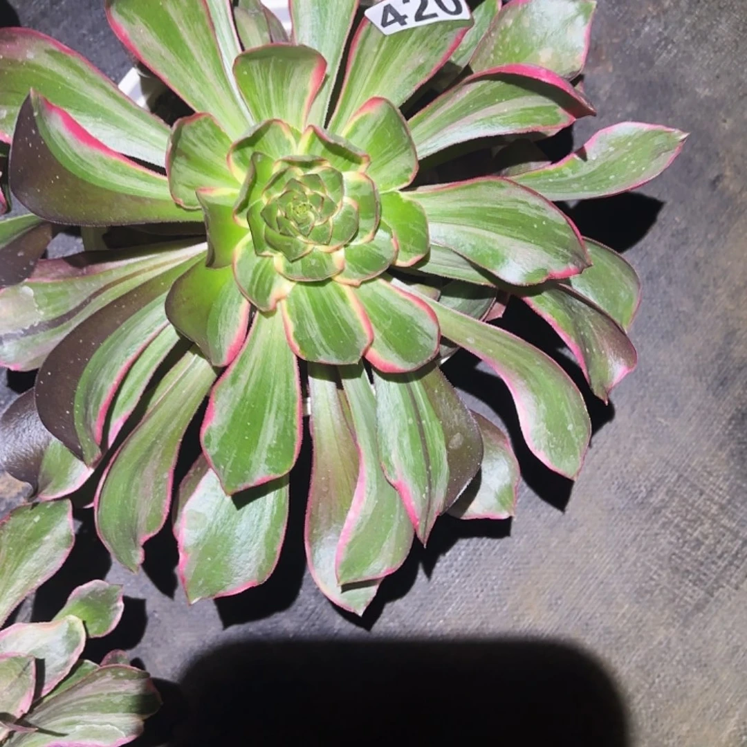 用***4420多肉植物植物福袋