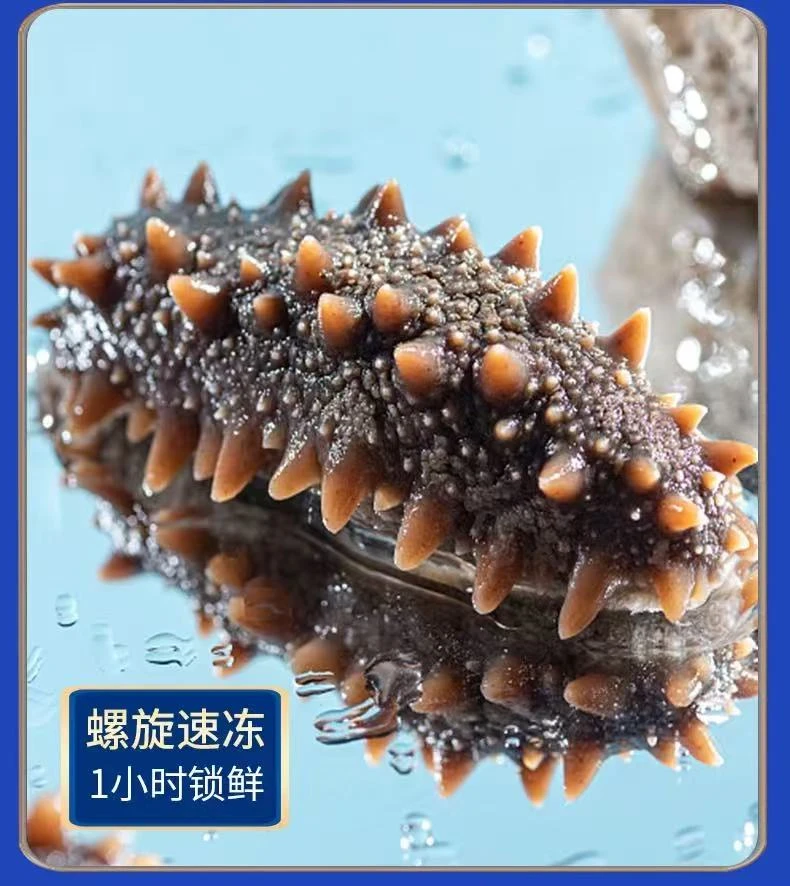5-6 头即食海参送礼即食海参源头工厂直发