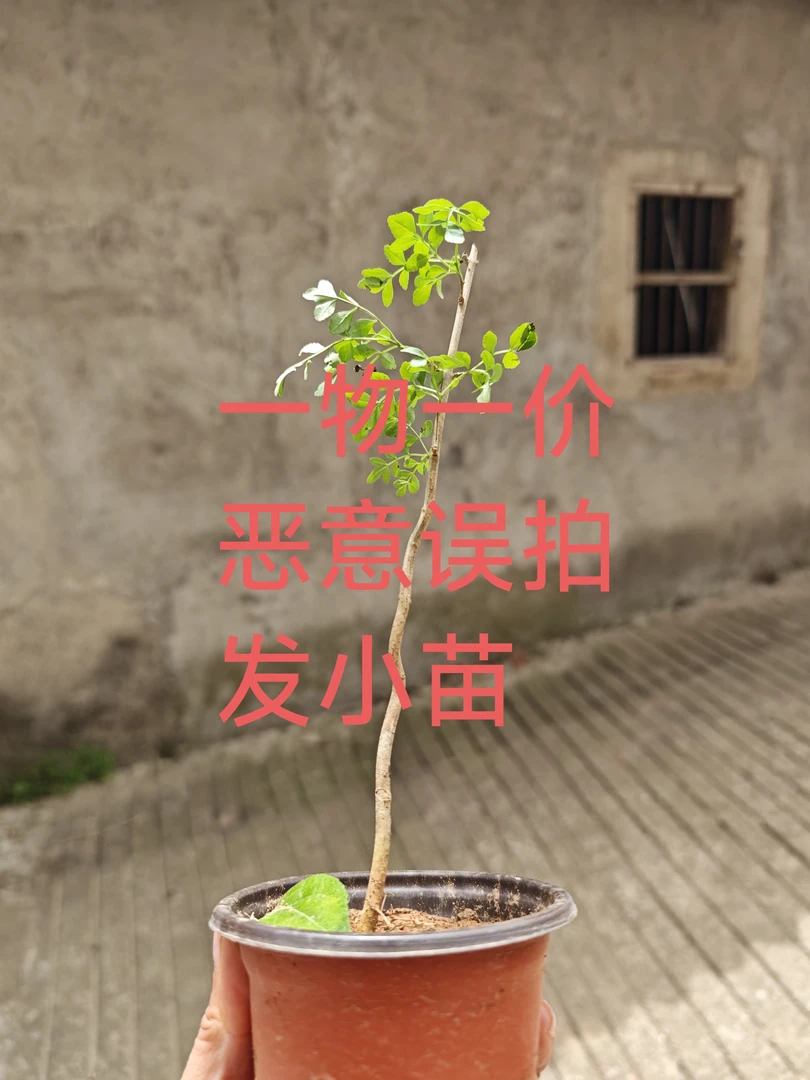 精品小薇型对节白蜡老桩