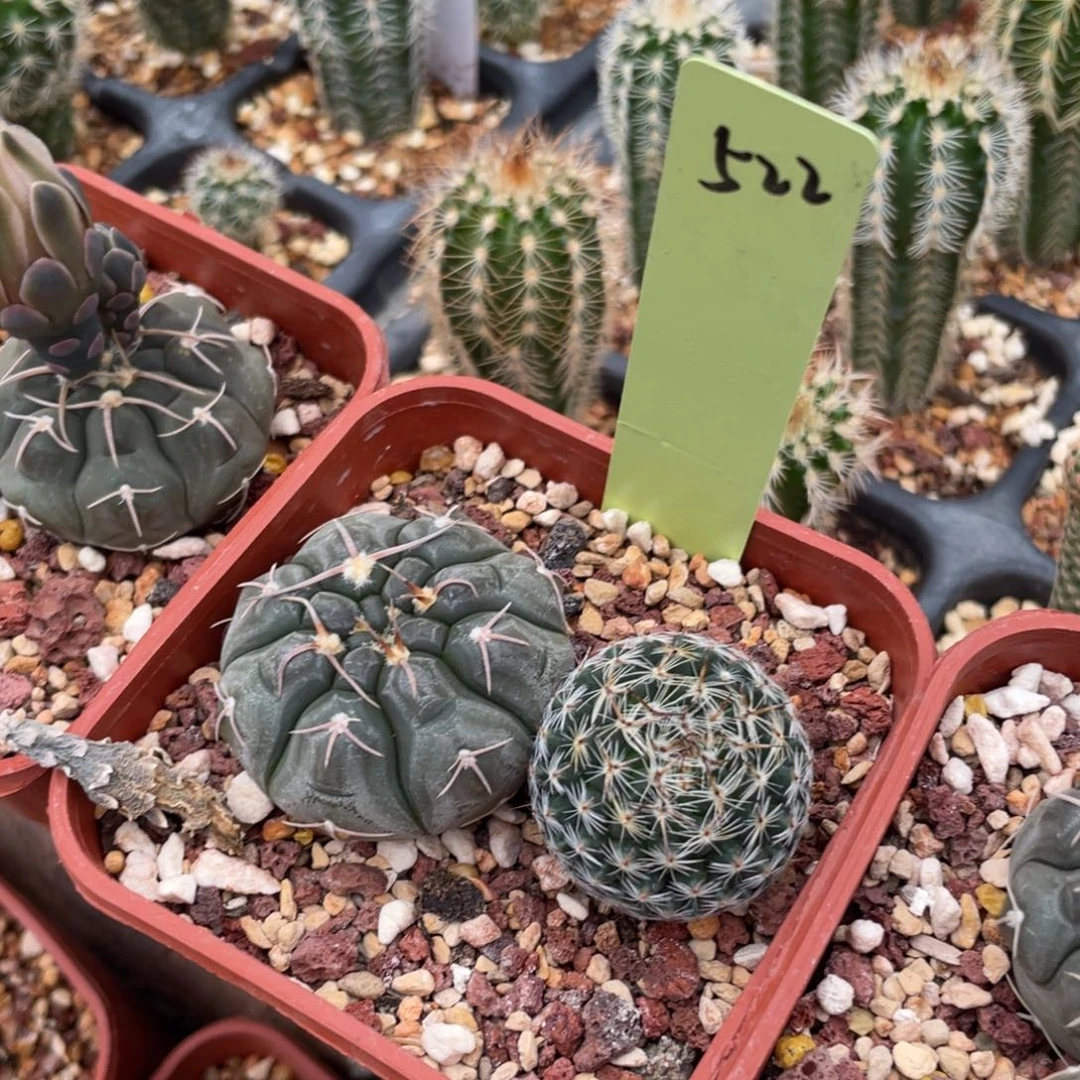 如图一盆杂交裸萼球属