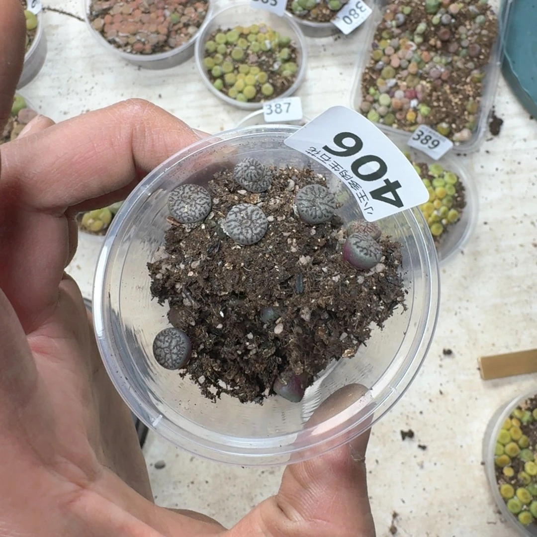 406。墨一盒多肉植物