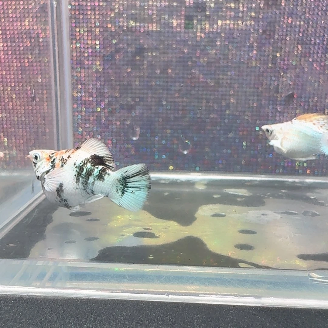 原线红头玛丽2母1公