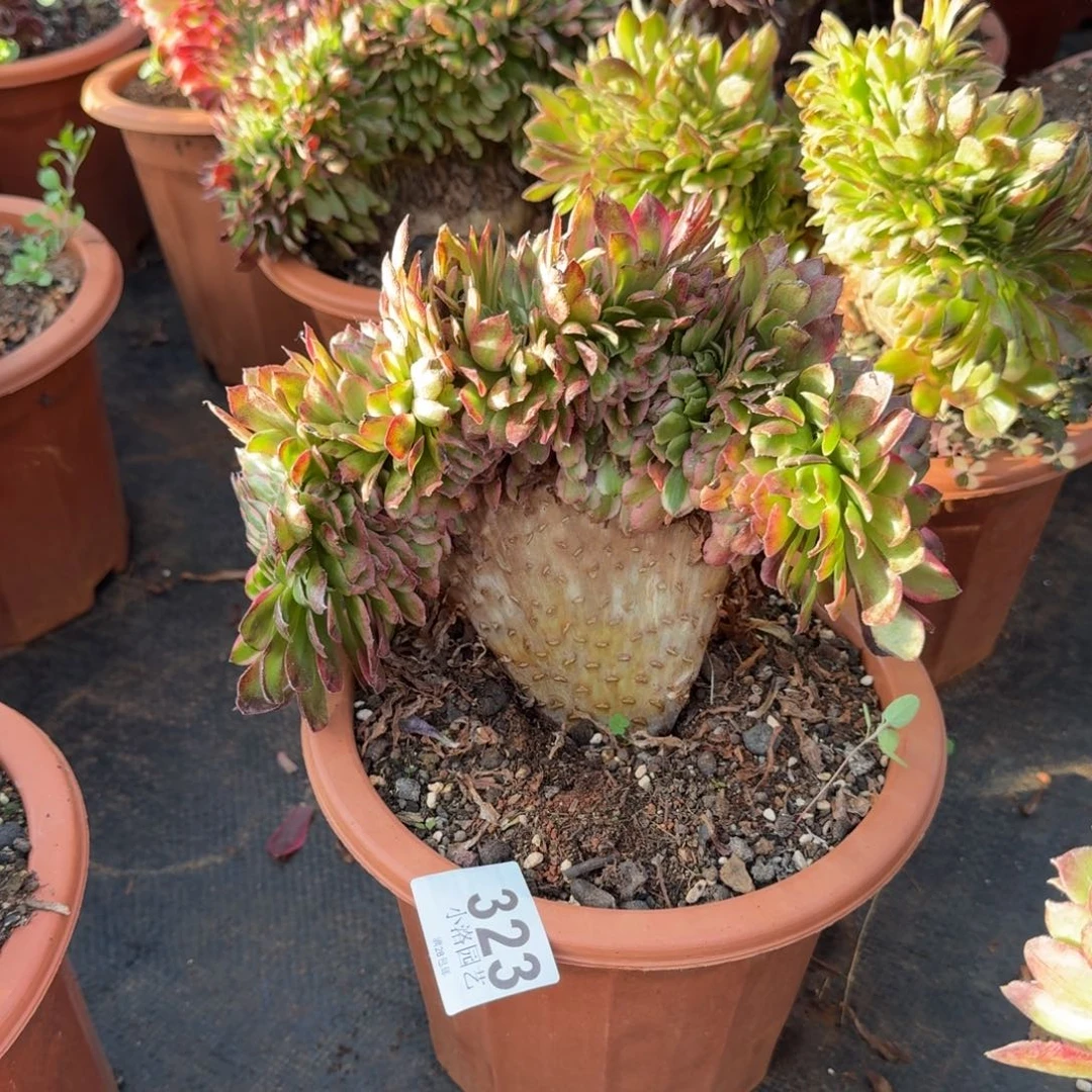 323荔枝缀化多肉植物满28包邮