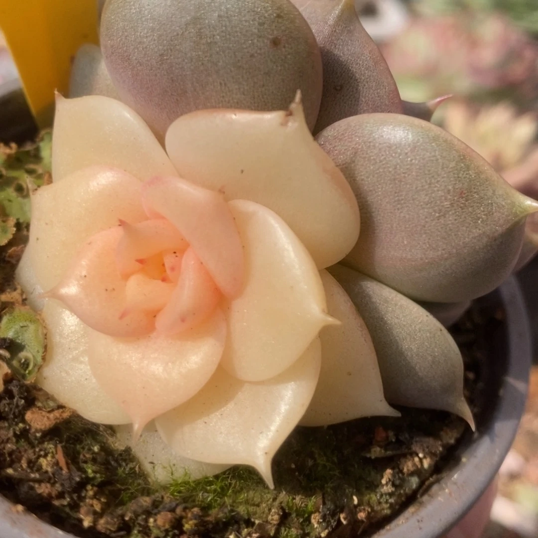 040贝加尔湖锦锦锦锦锦锦