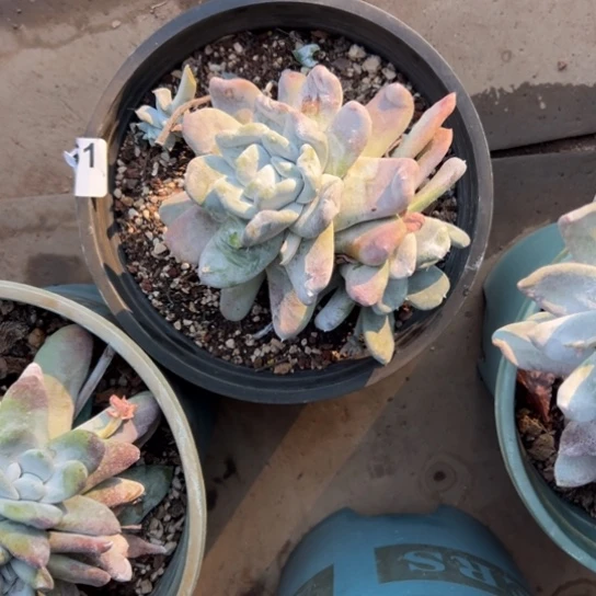 尧*淑谢谢姐姐～一物一拍561