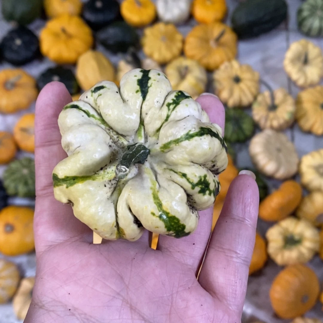 【闪购商品】阿*墨西哥葫芦直播自选