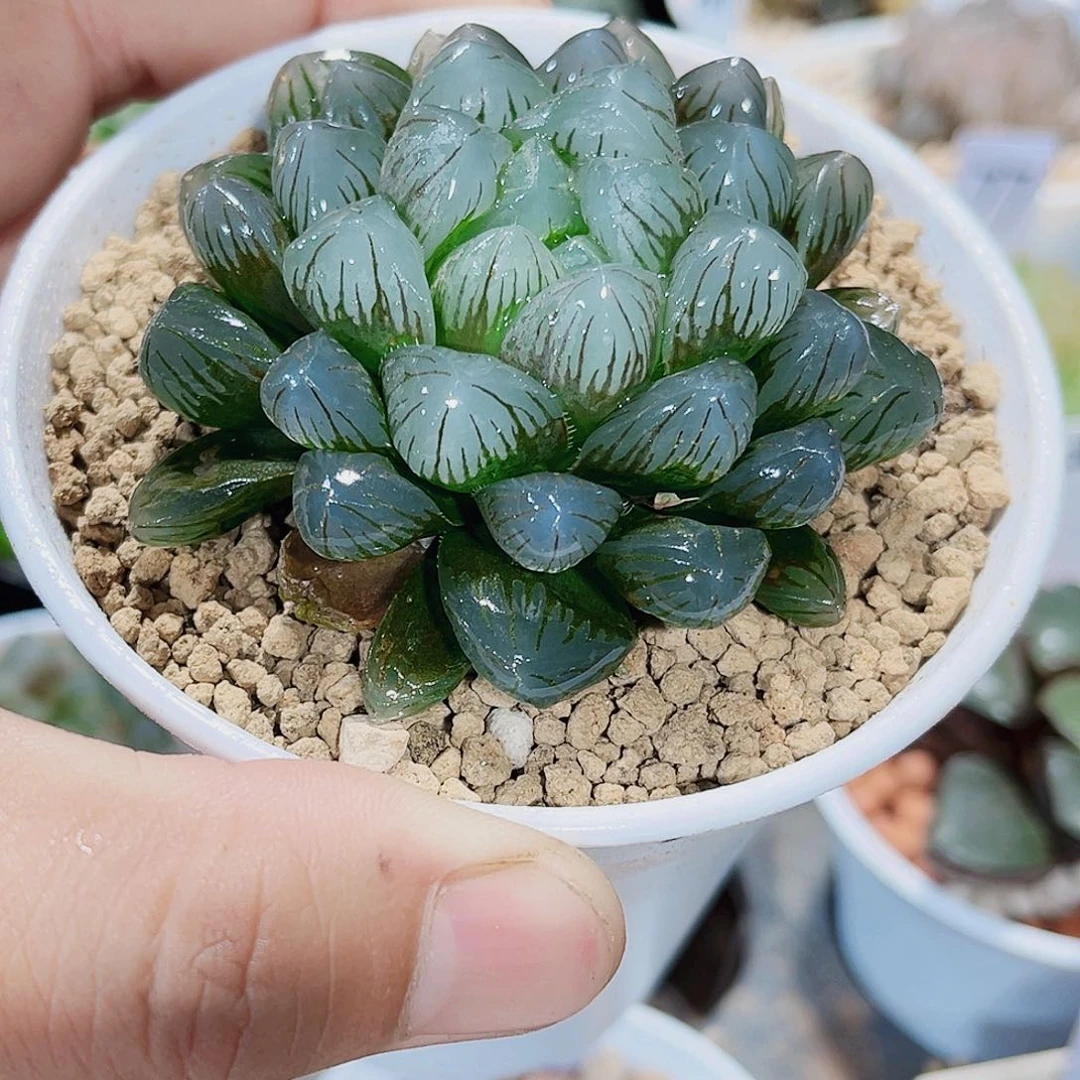 冰灯雨露新手好养