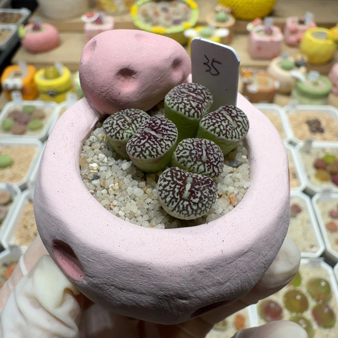 0722-42连盆带花墨