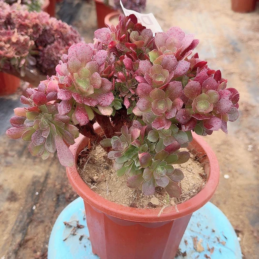 582玫瑰一颗满28包邮