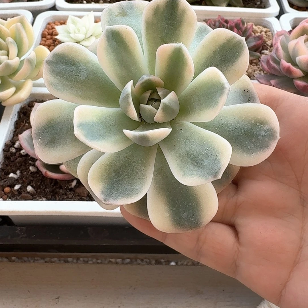 鲁氏石莲锦满38包邮