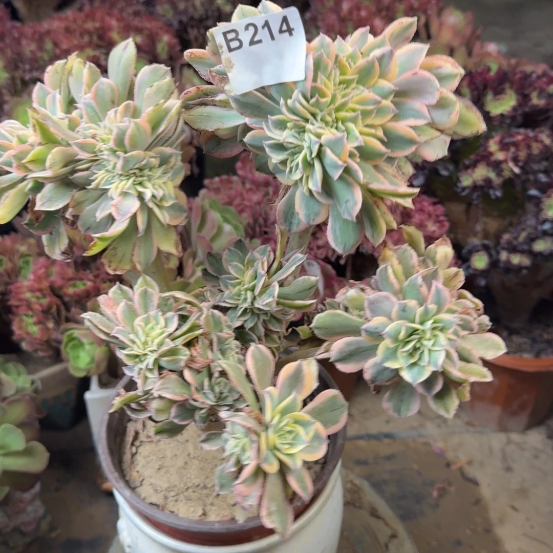 214灿烂缀法师多肉