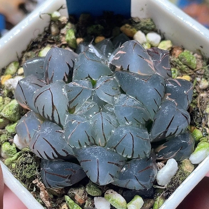 545双头水中月福利一物