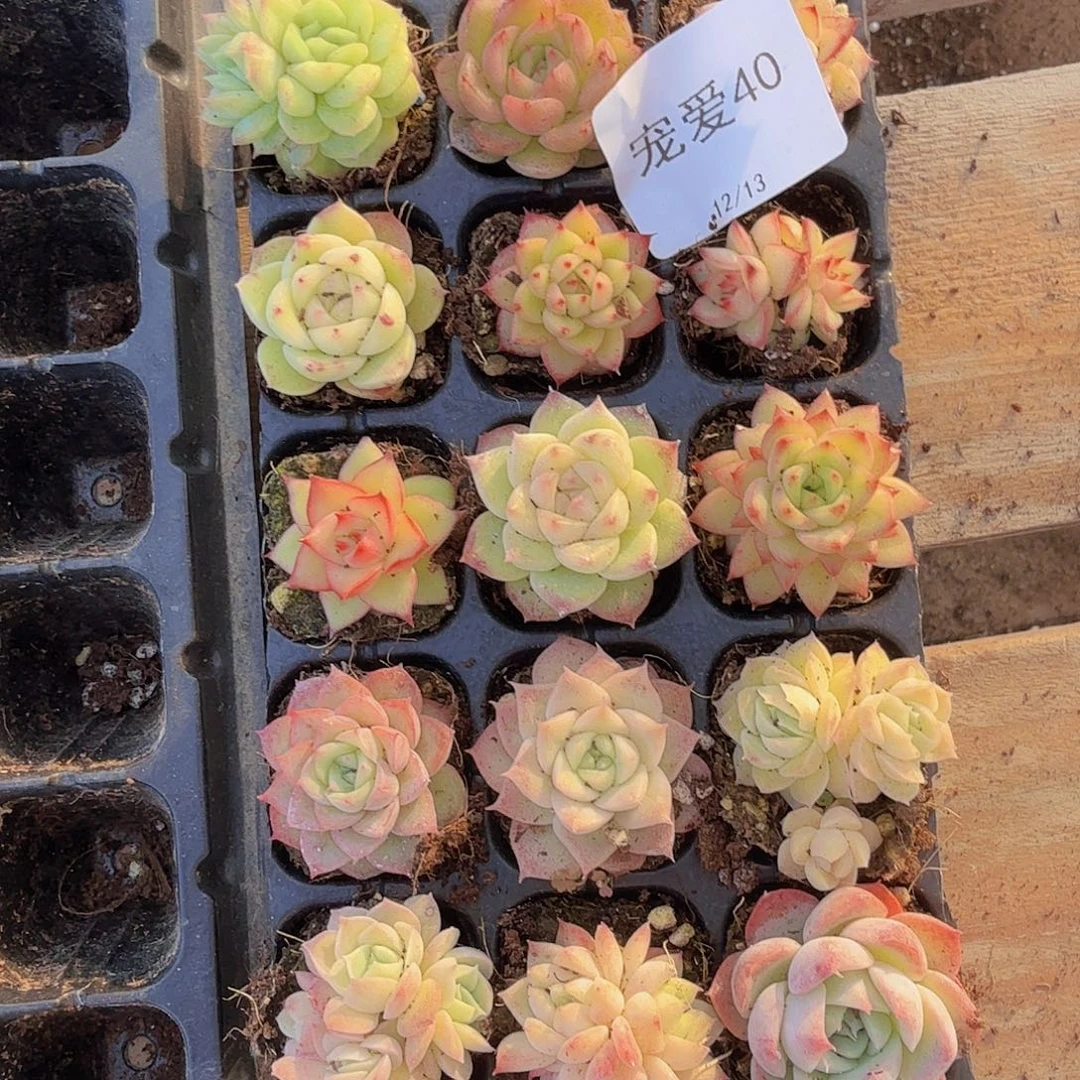 直播福利一物一拍40