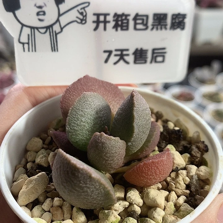 A7114 精品实生专拍