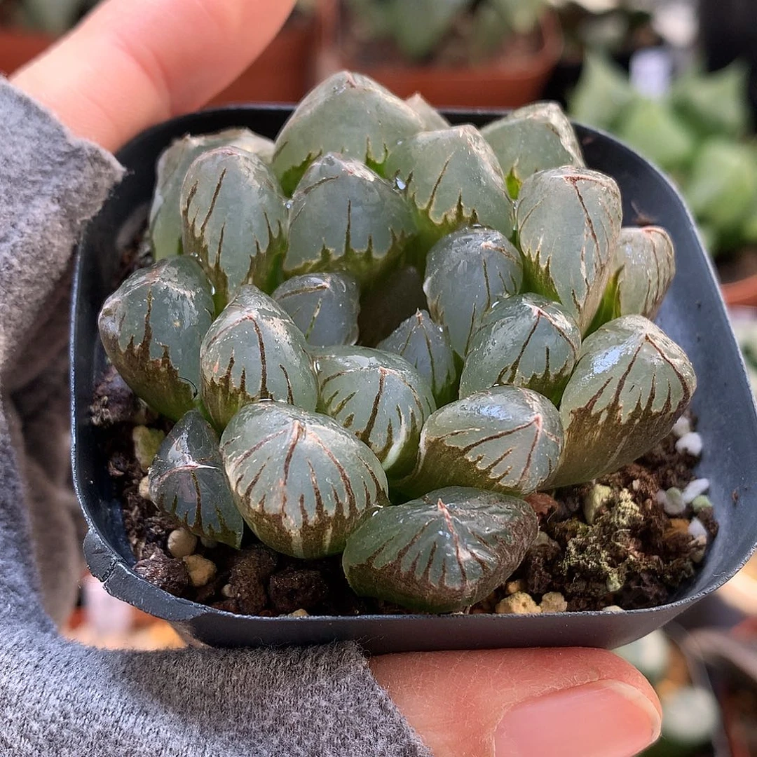 水晶白锦带盆土带裙loll