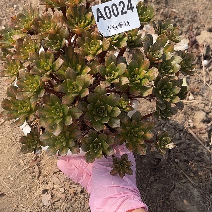024花茶多肉法师不包断枝