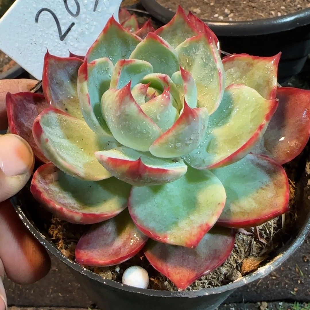 惊鸿一物一拍包装收缩花旱203