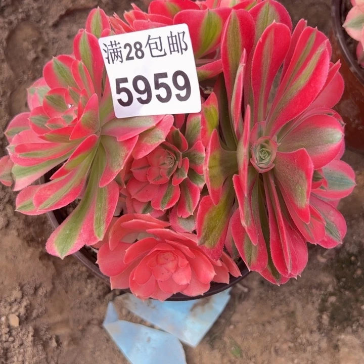 5959女巫多肉植物