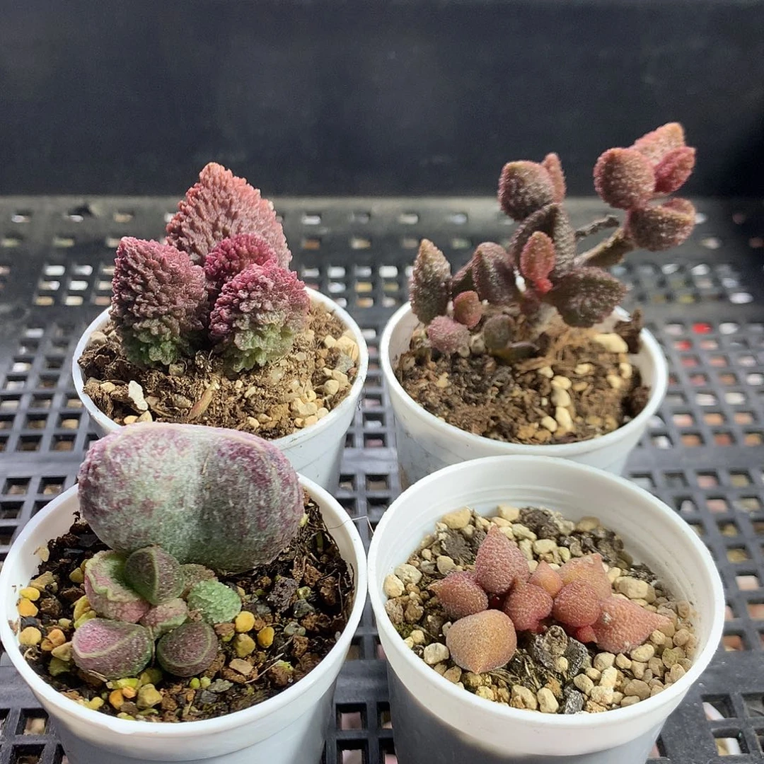 多肉水泡专拍链接-组合4