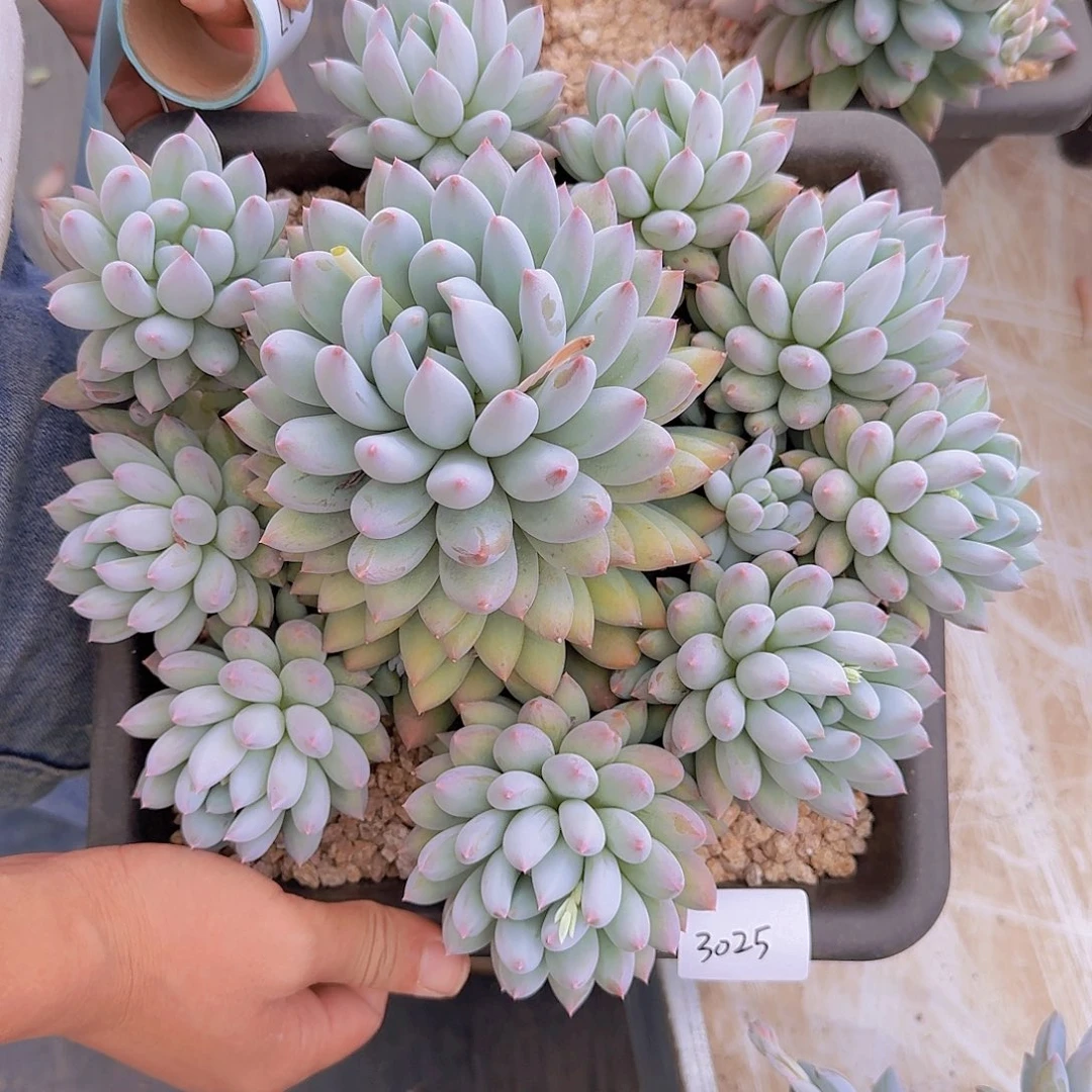 飘***云3025所罗门多肉植物