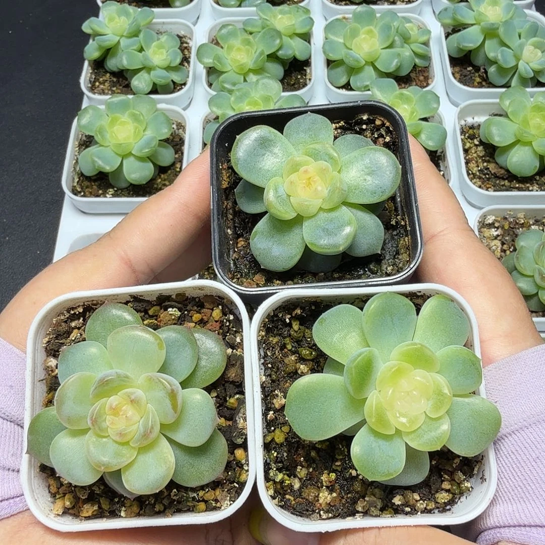 啵啵鱼三颗脱土专拍