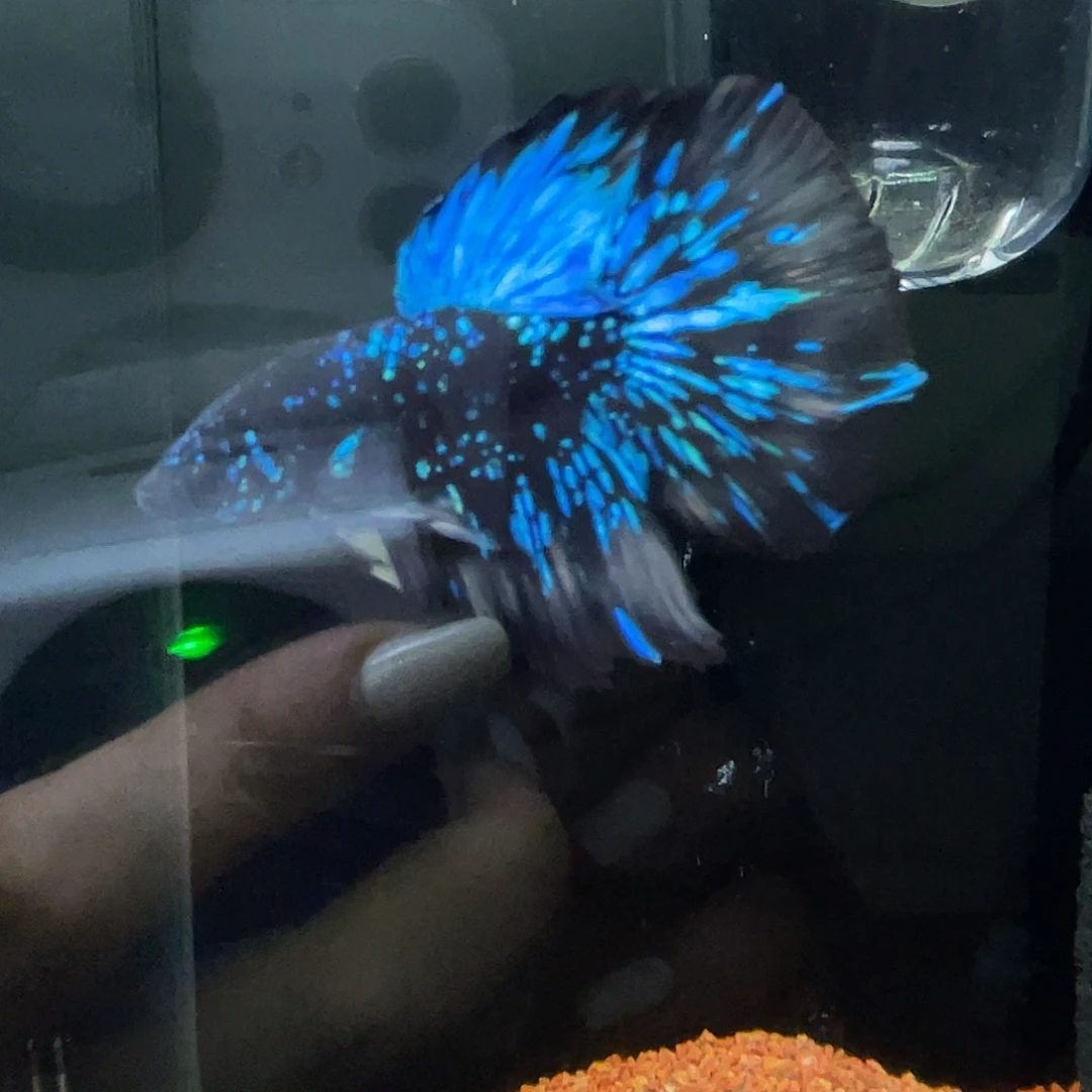 斗鱼35号暗黑半月