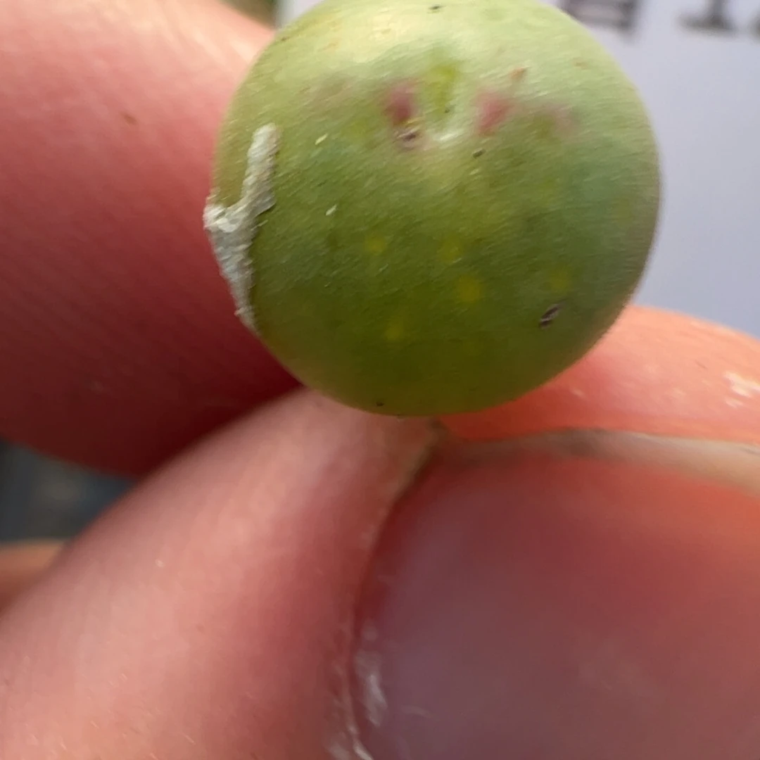 12-193 458皮卡丘多肉植物