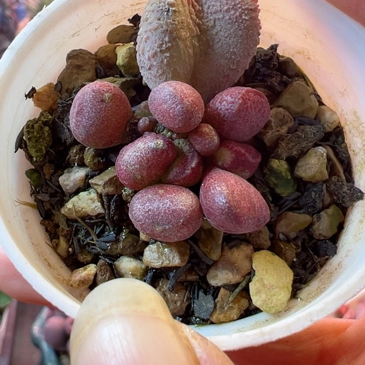 可以吗你说你是谁啊