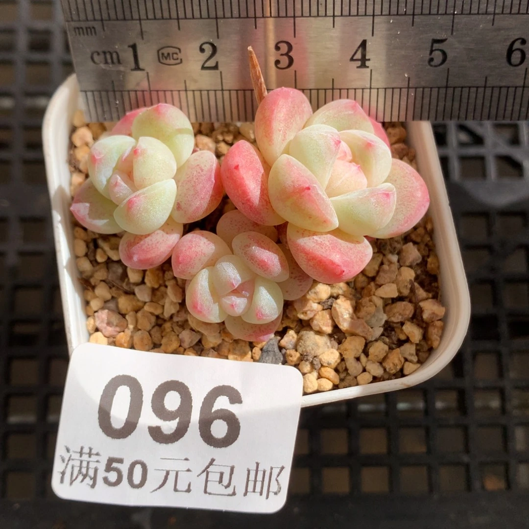 96。趴地三头小脸粉糖心冰玉。