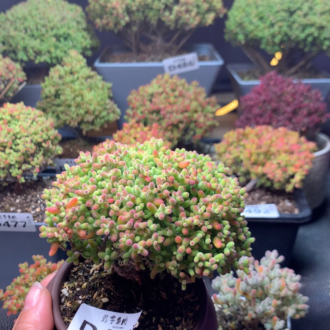 428蜜橘糖球