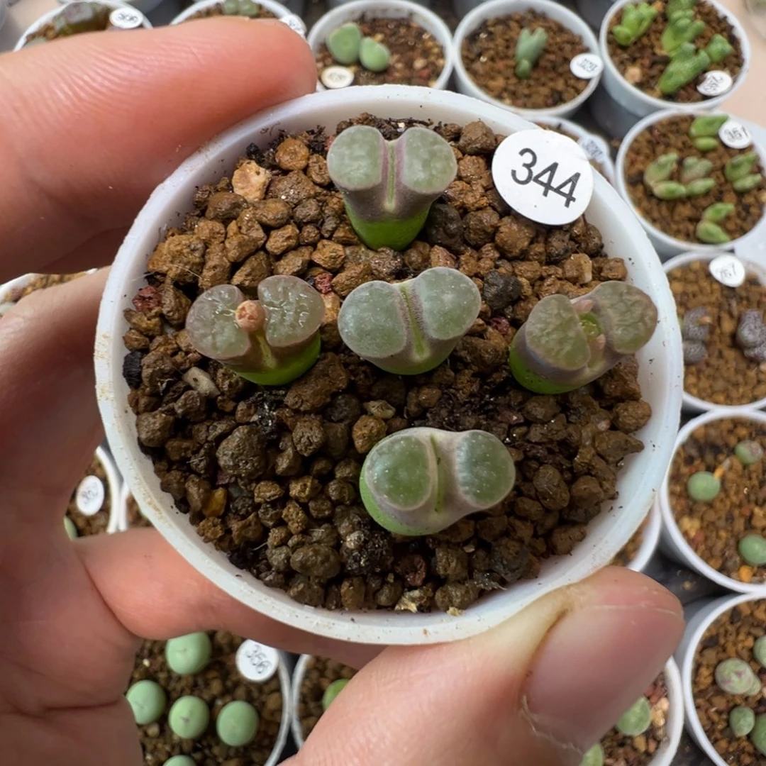 班克雪花磁铁一颗脱土3440000