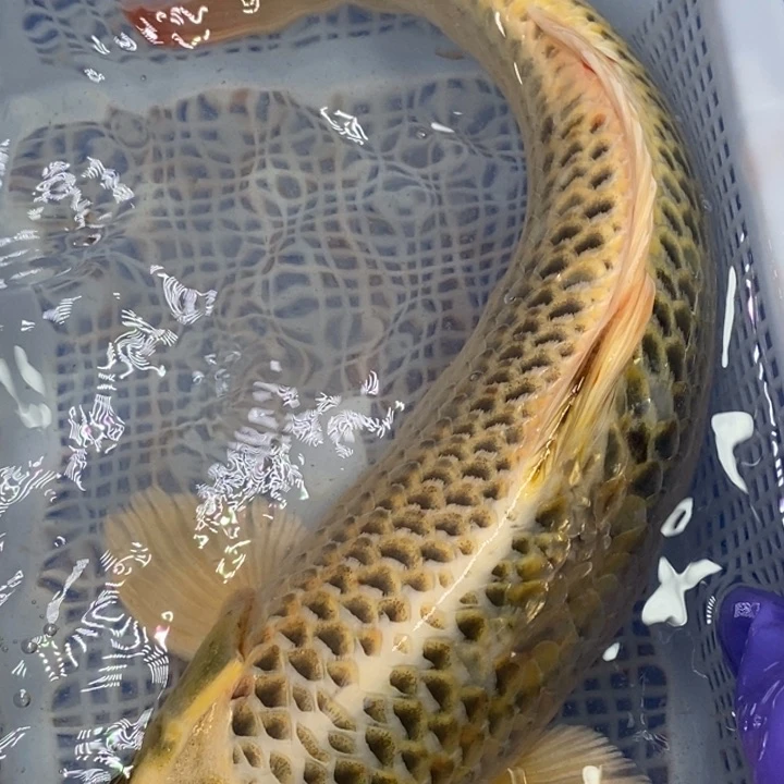 锦鲤冷水锦鲤（无开箱视频不售后）