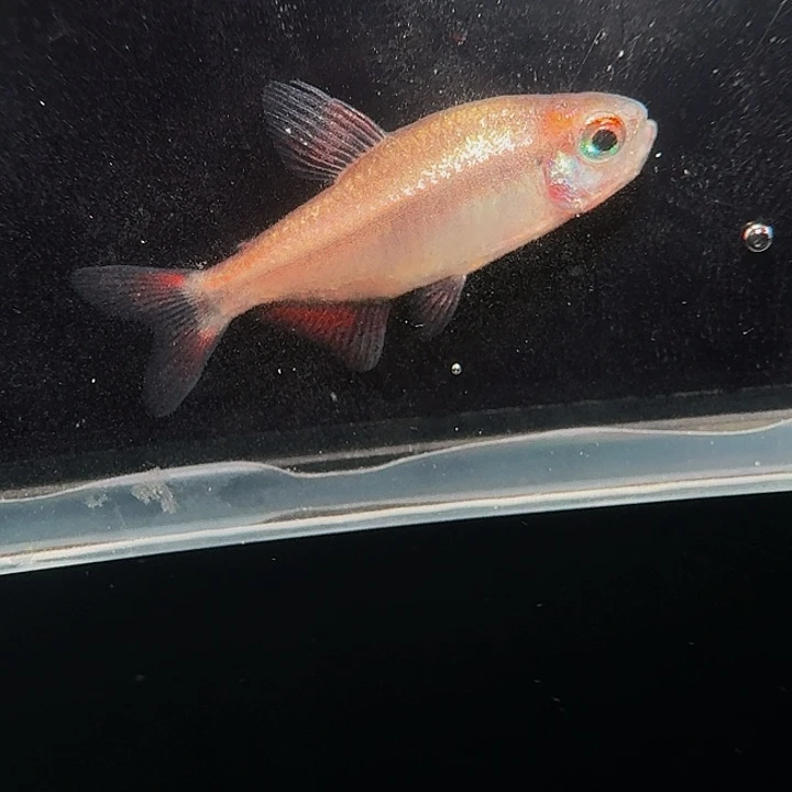 灯科鱼左下缸6号白金血魔有黑点2厘米一条