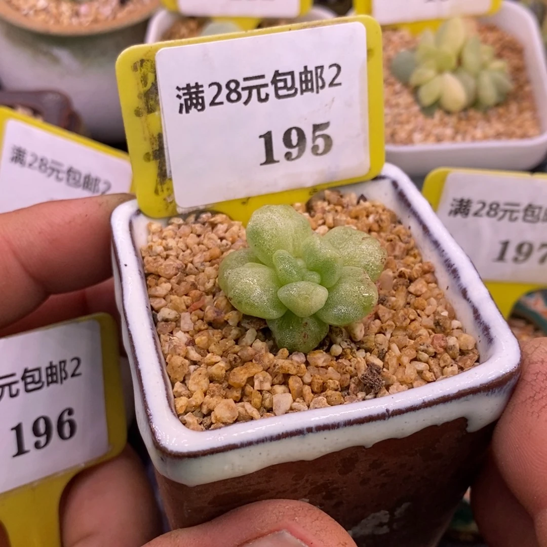 2195冰玉变异锦雪花……
