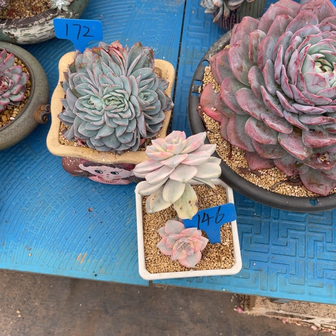 用****9146紫乐锦多肉