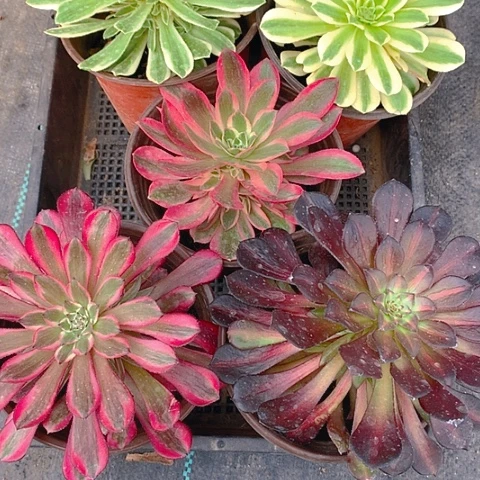 707法师5棵多肉植物