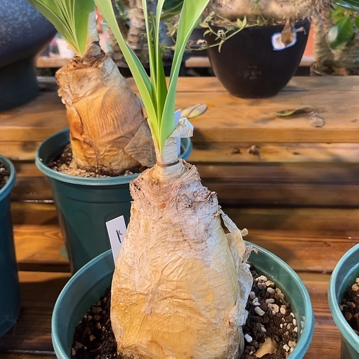 汤圆植物K18巨凤之卵