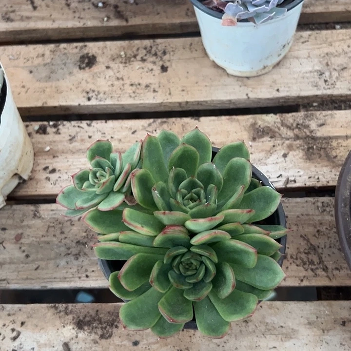 刘***雨多肉植物实物直播实物345