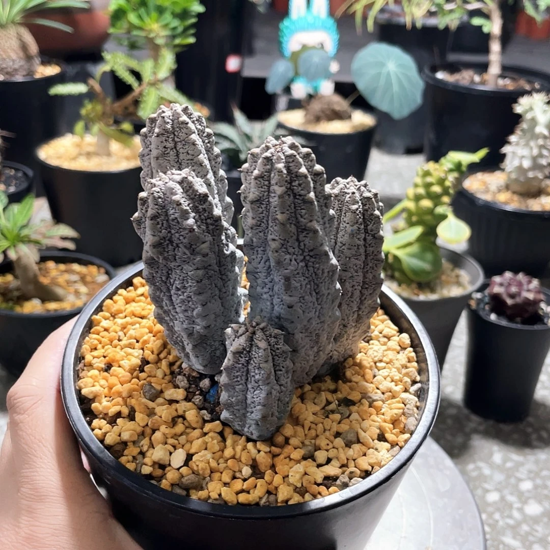 水泥柱66666666666