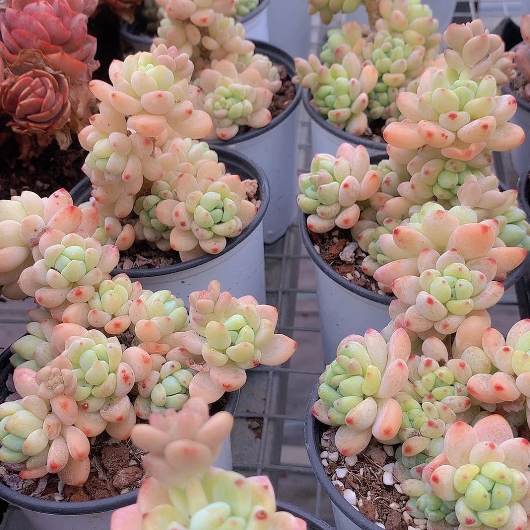 罗琦两颗134567888999000