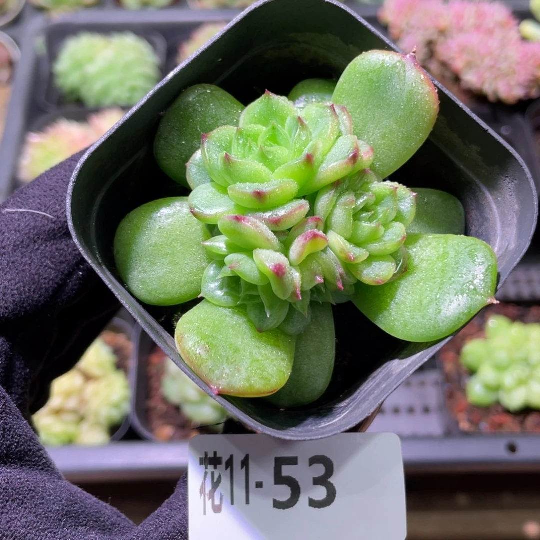 花利美11-53麦秆群