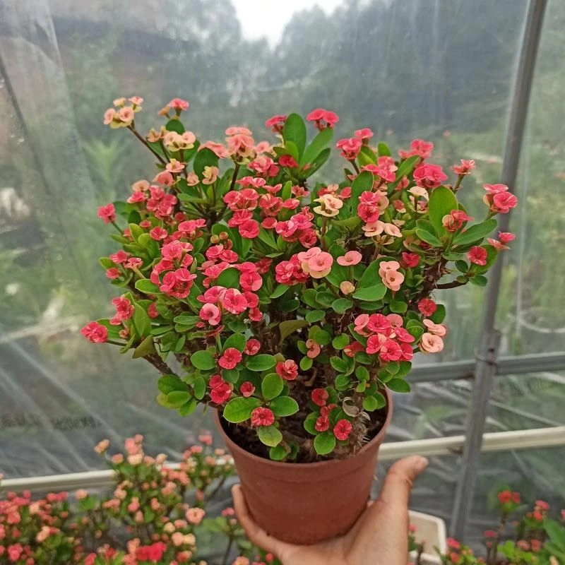 多色虎刺梅四季开花盆栽室内客厅阳台新款铁海棠耐热耐旱混合花卉