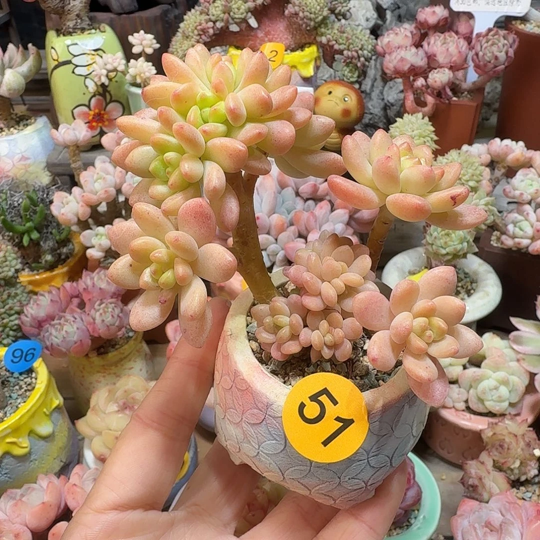 51 多肉含盆土 30元包邮非偏远