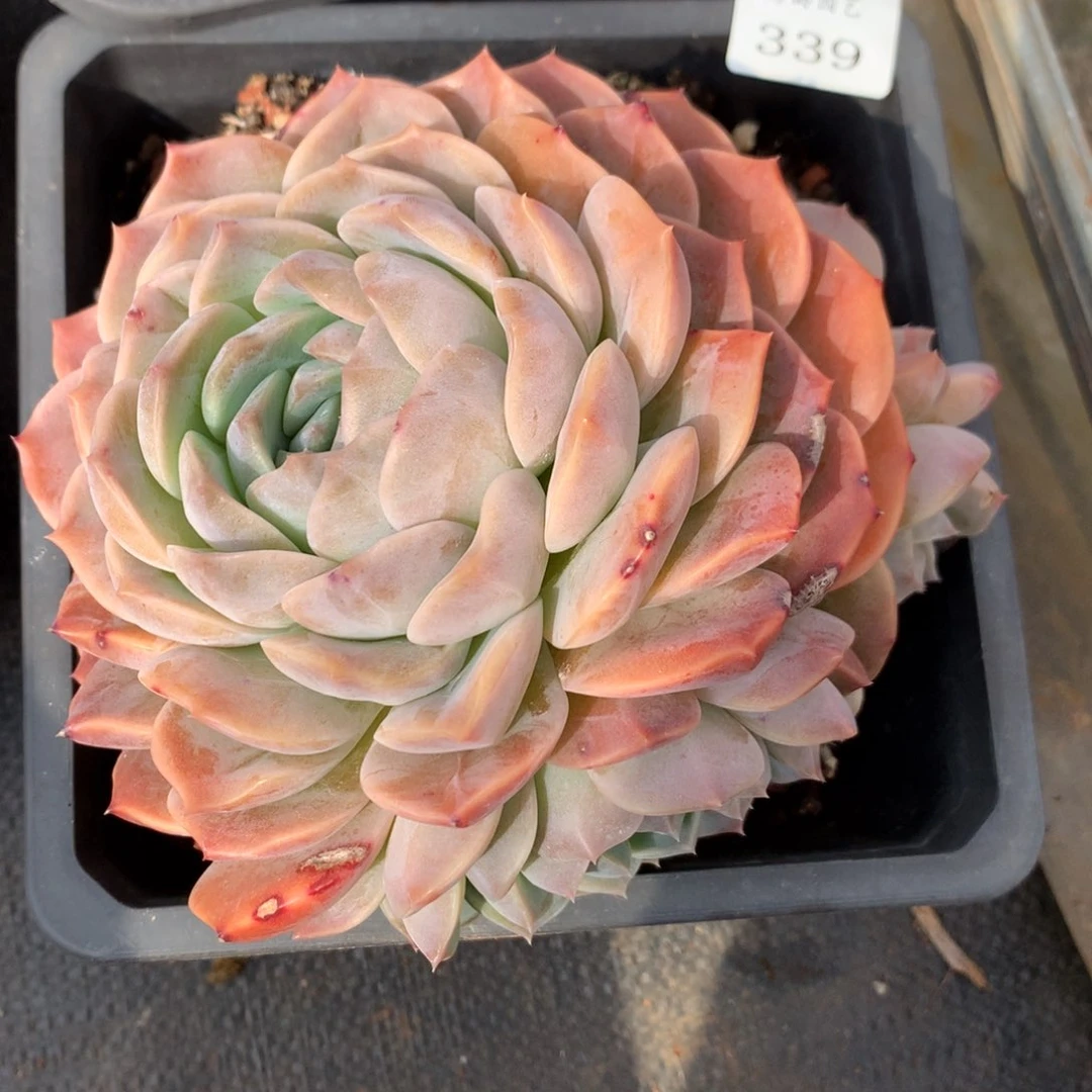 339新年快乐发发发