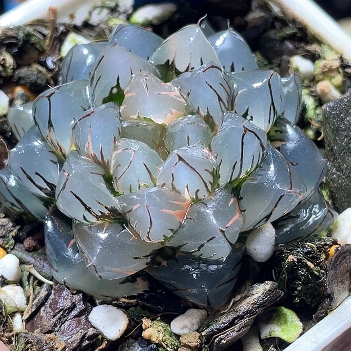 964亚成猪水中月锦