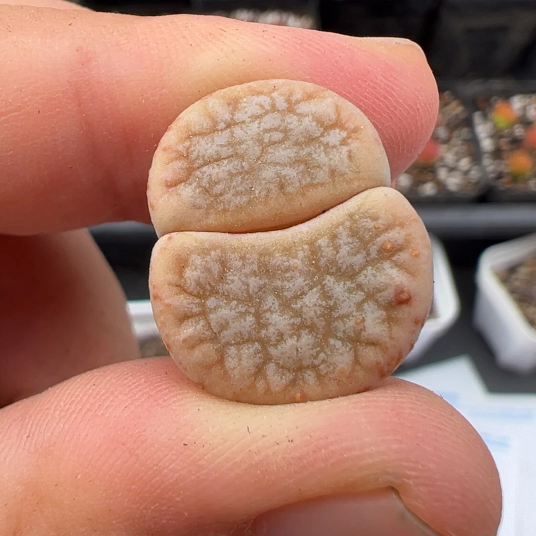 伏***。7.13好看的多肉脱土发货