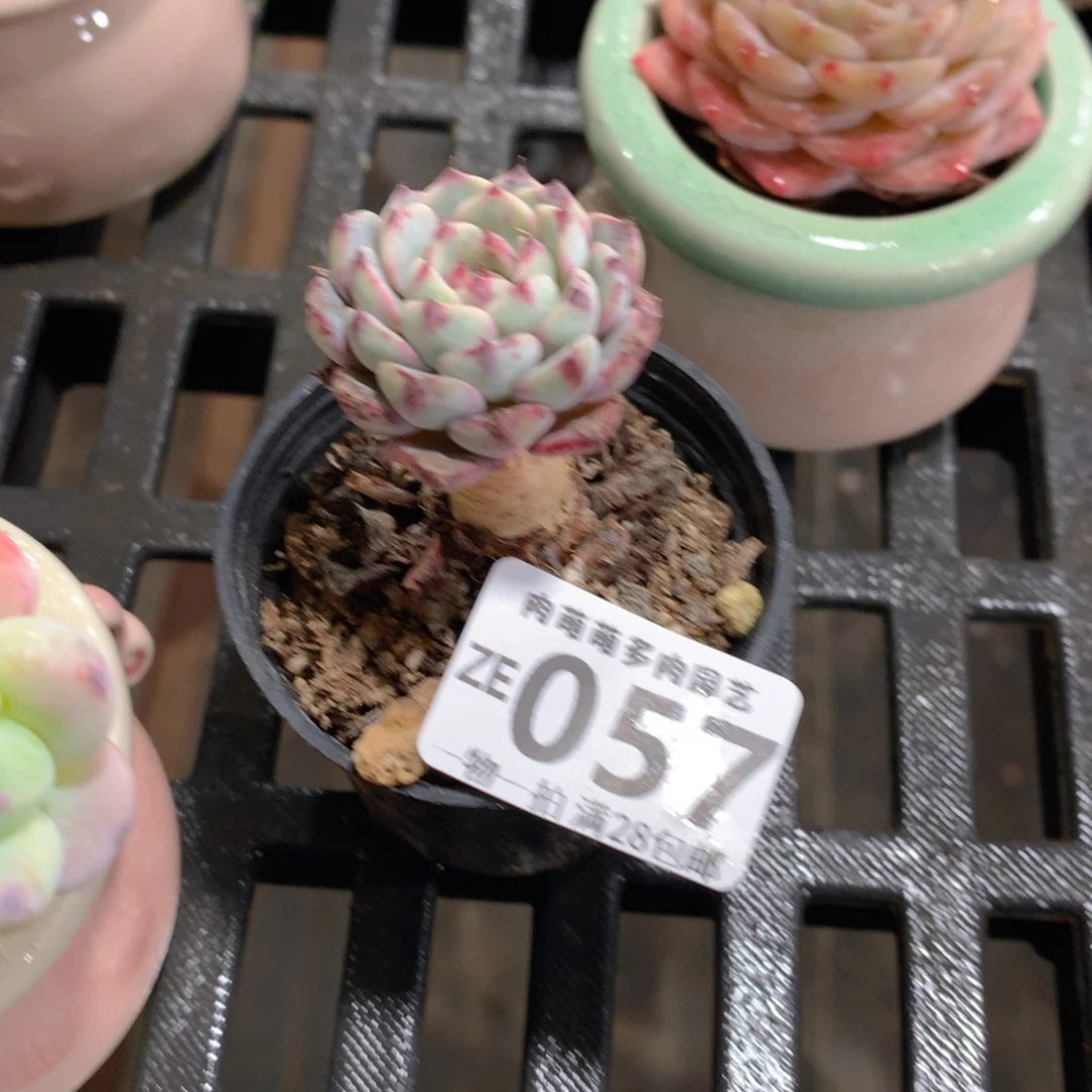 肉萌萌拇指盆精控多肉ZE057