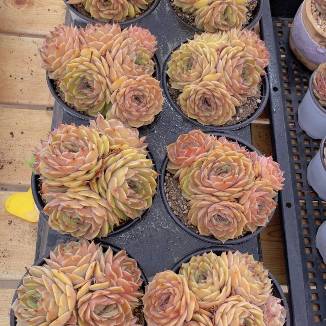 578号 糖心昂斯诺母本大群生五头起一个