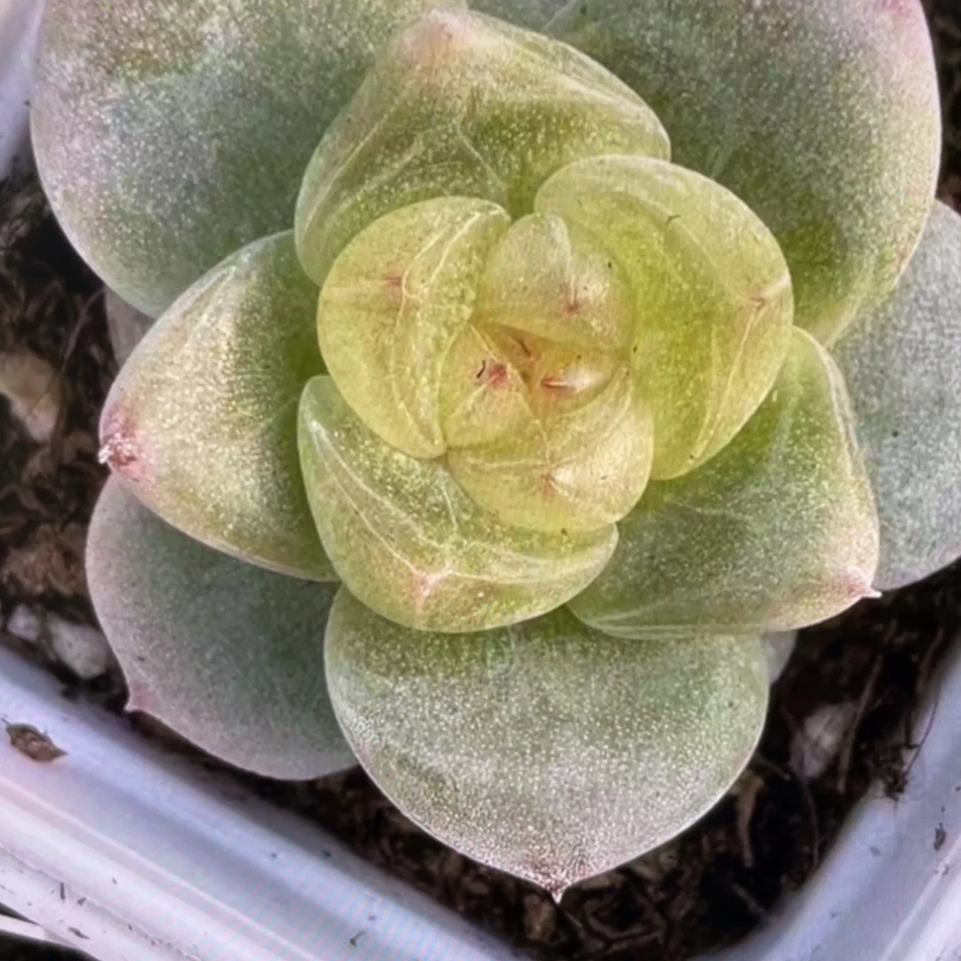 白珍梦20粒种子，新品好看
